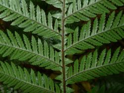 Blechnum fraseri. Portion of a sterile frond showing the jagged wing along the rachis.
 Image: L.R. Perrie © Leon Perrie CC BY-NC 3.0 NZ